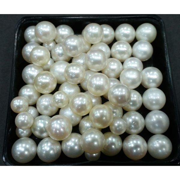 Round Shaped South Sea Pearl Undrilled 225/250_54