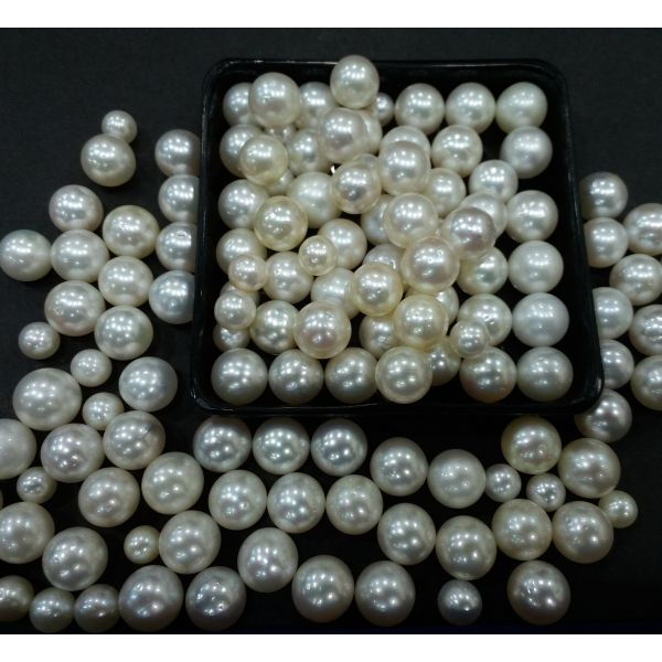 Round Shaped South Sea Pearl Undrilled 225/250_54