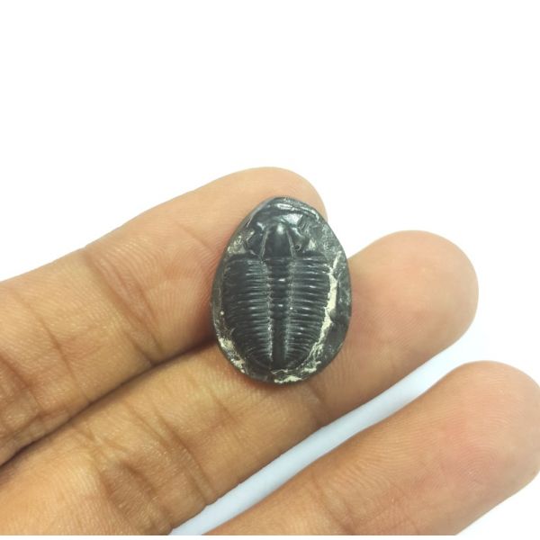 11.45  Carats Natural Trilobites Oval Shaped 20.37x15.03x4.25 mm