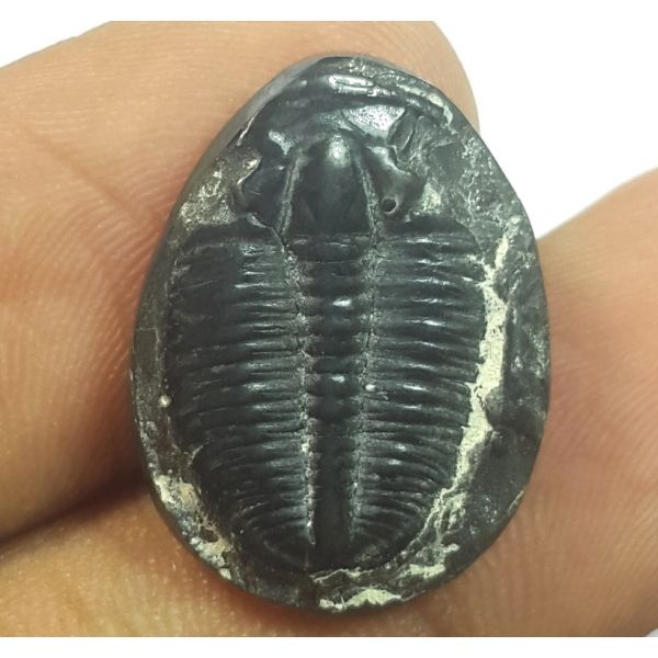11.45  Carats Natural Trilobites Oval Shaped 20.37x15.03x4.25 mm