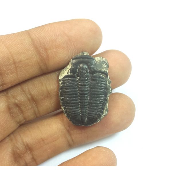 19.03  Carats Natural Trilobites Oval Shaped 26.36x18.73x4.86 mm