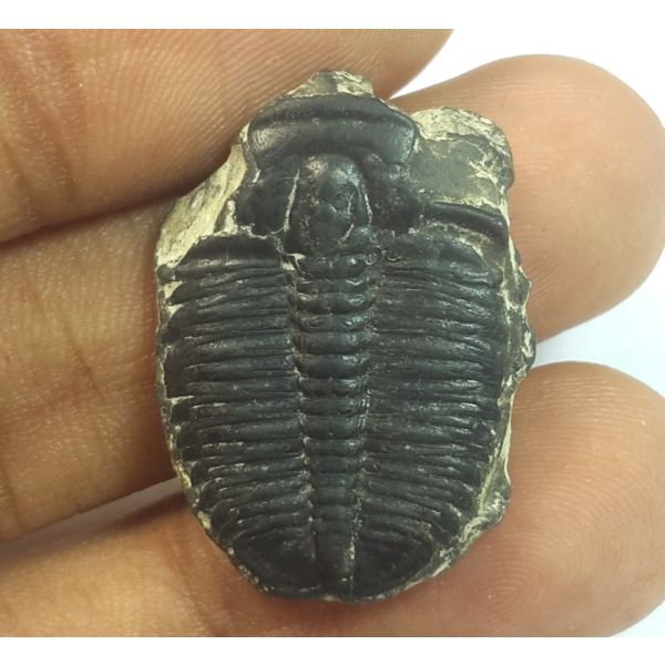 19.03  Carats Natural Trilobites Oval Shaped 26.36x18.73x4.86 mm