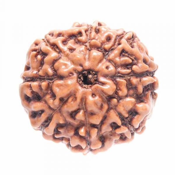 Eight Mukhi Indonesian Rudraksha