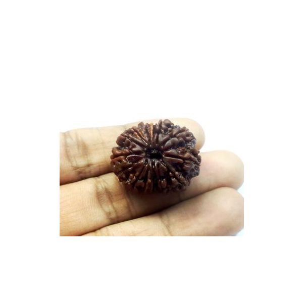 Fourteen Mukhi Nepali Rudraksha Collector Bead 29.10 mm