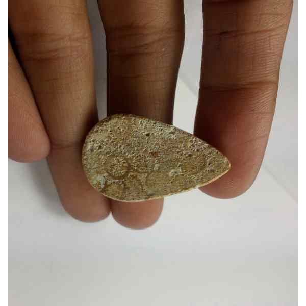 18.05 Carats Fossil Coral 30.03 x 18.36 x 5.01 mm