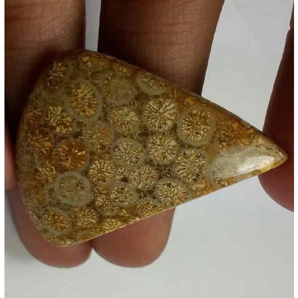 25.1 Carats Fossil Coral 35.86 x 28.36 x 3.81 mm