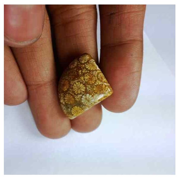 14.75 Carats Fossil Coral 18.64 x 17.04 x 5.91 mm