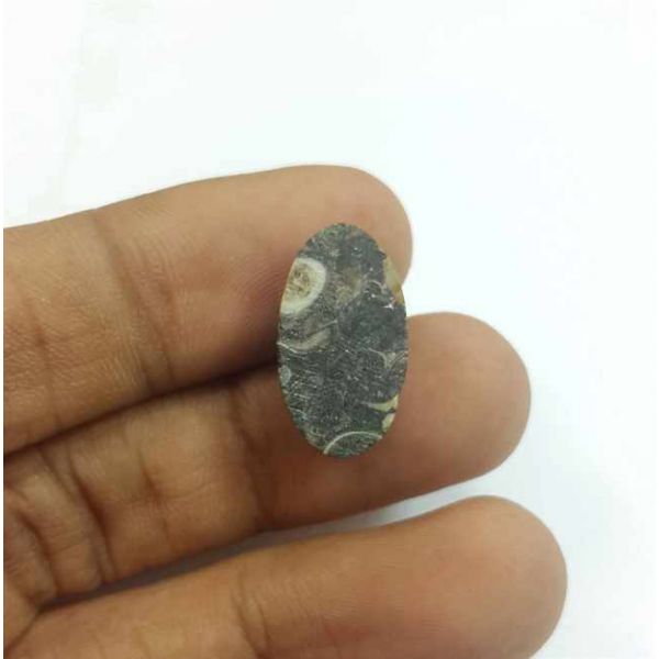 8.49 Carats Tutela Fossil 18.60 x 10.45 x 5.78 mm