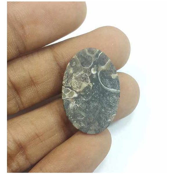 13.79 Carats Broun Tutela Fossil 25.78 x 17.46 x 4.30 mm