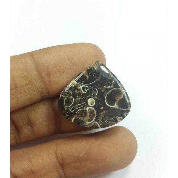 16.94 Carats Tutela Fossil 22.04 x 23.58 x 4.35 mm