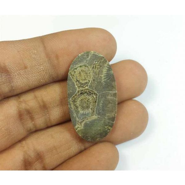 16.40 Carats Morocco Fossil Coral 31.40 x 17.14 x 3.93 mm