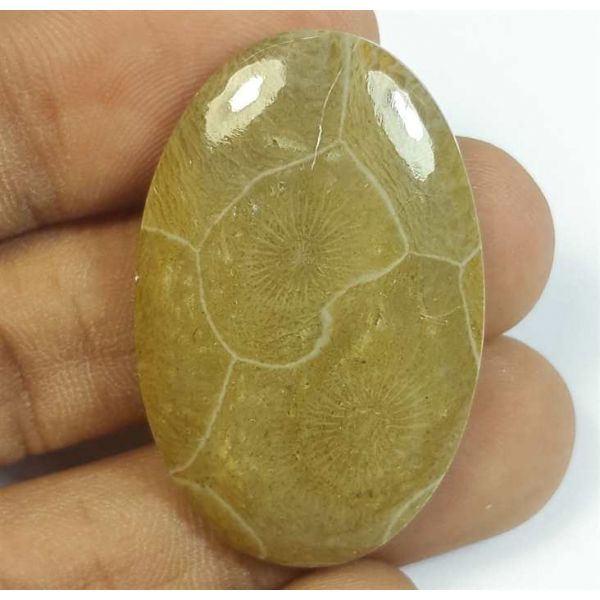 39.93 Carats Morocco Fossil Coral 37.25 x 23.96 x 5.39 mm