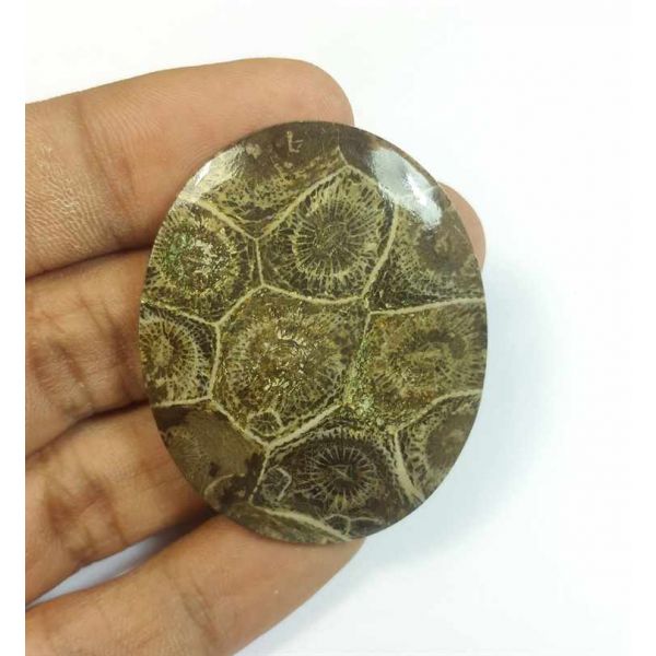 57.83 Carats Morocco Fossil Coral 43.97 x 35.98 x 4.69 mm