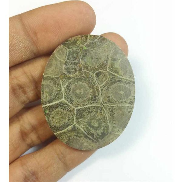 57.83 Carats Morocco Fossil Coral 43.97 x 35.98 x 4.69 mm