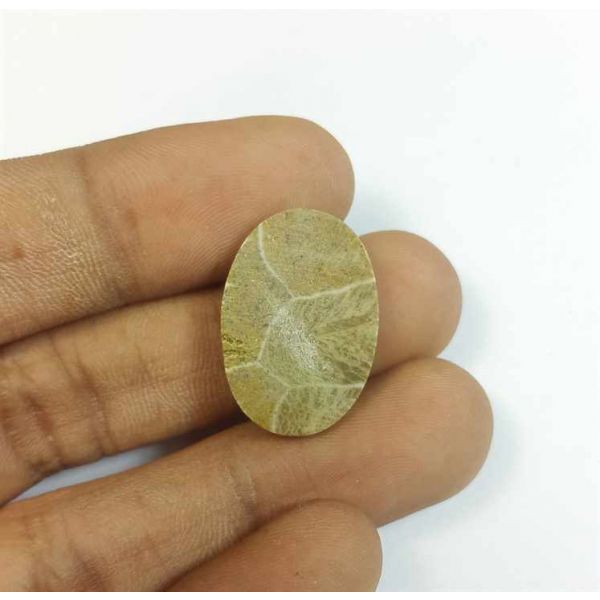 12.82 Carats Morocco Fossil Coral 22.19 x 15.37 x 4.56 mm