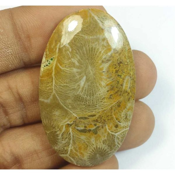 56.13 Carats Morocco Fossil Coral 44.10 x 26.75 x 5.72 mm