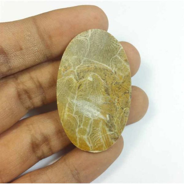 56.13 Carats Morocco Fossil Coral 44.10 x 26.75 x 5.72 mm