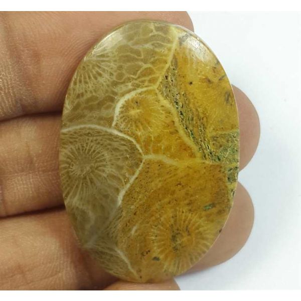 48.31 Carats Morocco Fossil Coral 38.29 x 25.47 x 5.88 mm