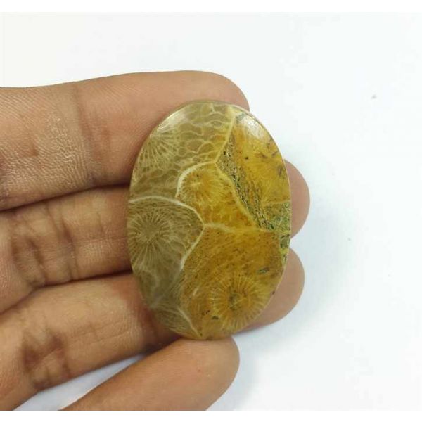 48.31 Carats Morocco Fossil Coral 38.29 x 25.47 x 5.88 mm