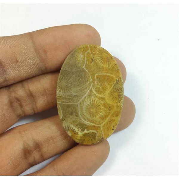 48.31 Carats Morocco Fossil Coral 38.29 x 25.47 x 5.88 mm