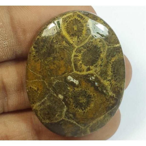 61.59 Carats Morocco Fossil Coral 37.26 x 29.19 x 7.31 mm