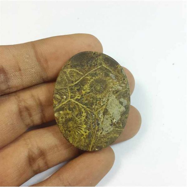 61.59 Carats Morocco Fossil Coral 37.26 x 29.19 x 7.31 mm