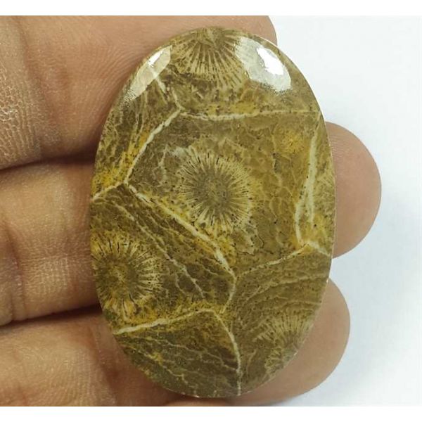 36.03 Carats Morocco Fossil Coral 37.66 x 24.98 x 4.54 mm