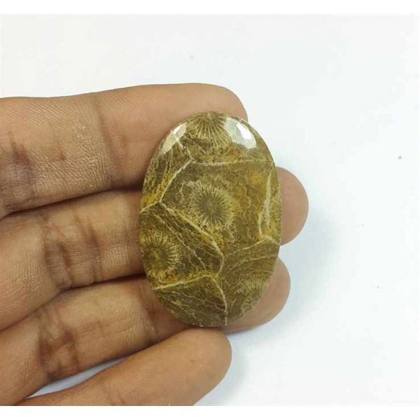 36.03 Carats Morocco Fossil Coral 37.66 x 24.98 x 4.54 mm