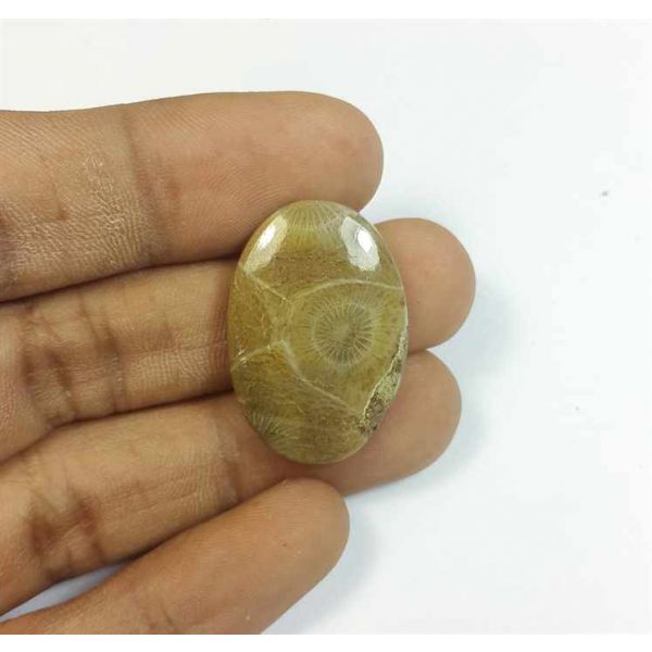 21.72 Carats Morocco Fossil Coral 27.80 x 19.00 x 4.82 mm