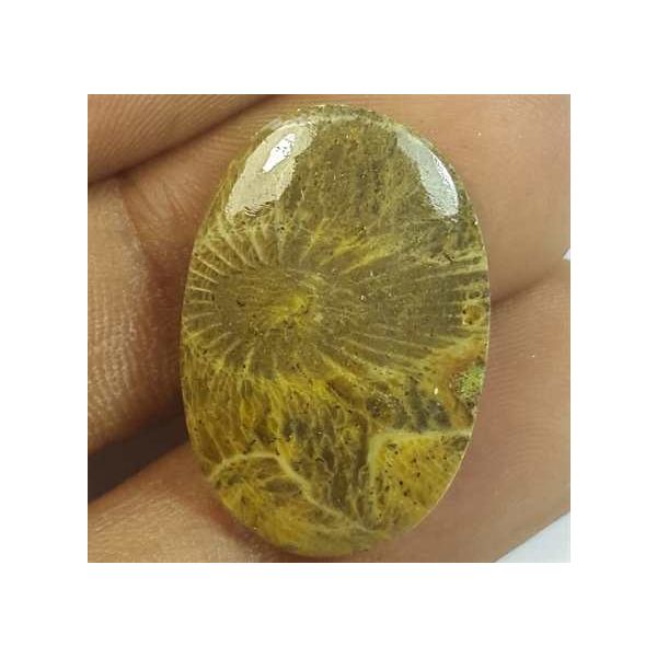 13.60 Carats Morocco Fossil Coral 24.01 x 16.40 x 3.89 mm