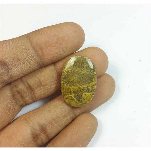 13.60 Carats Morocco Fossil Coral 24.01 x 16.40 x 3.89 mm