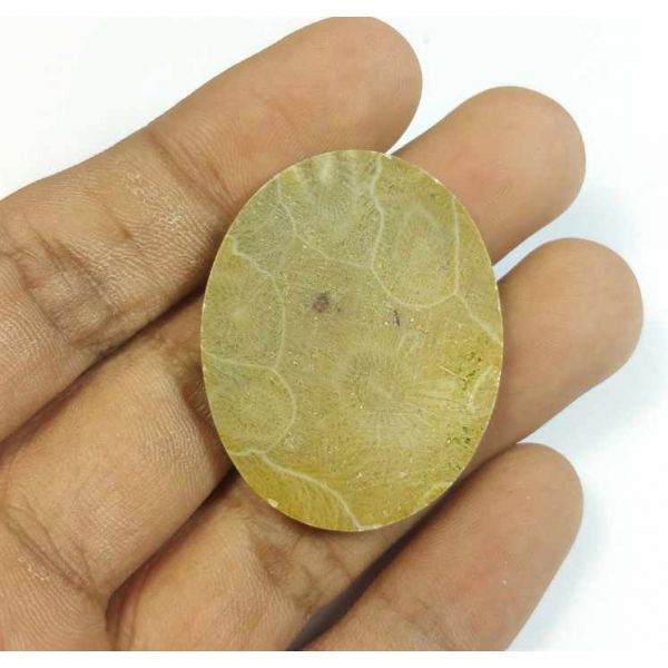 45.20 Carats Morocco Fossil Coral 36.57 x 29.12 x 4.75 mm