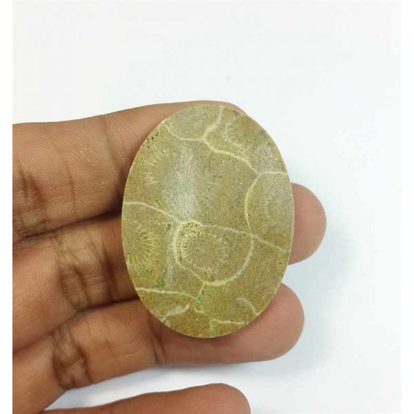 46.15 Carats Morocco Fossil Coral 38.76 x 28.99 x 4.70 mm