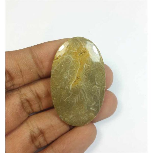 47.63 Carats Morocco Fossil Coral 43.34 x 26.64 x 4.81 mm