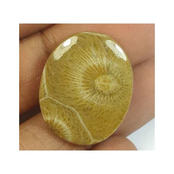 15.02 Carats Morocco Fossil Coral 22.95 x 18.61 x 3.93 mm