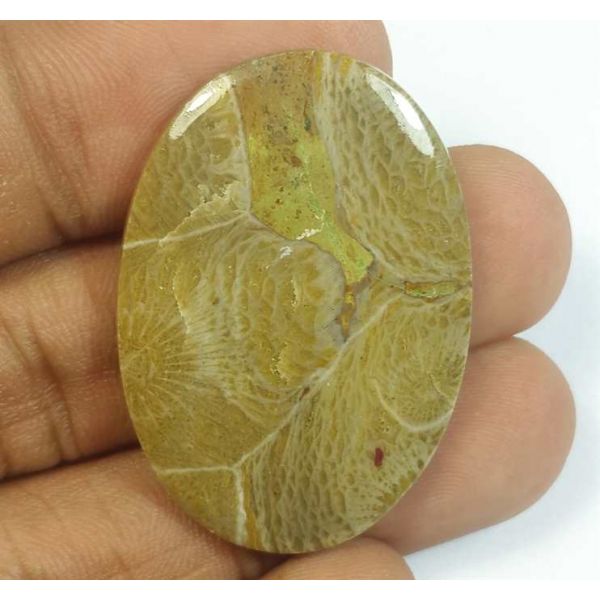 32.24 Carats Morocco Fossil Coral 35.92 x 25.18 x 4.16 mm