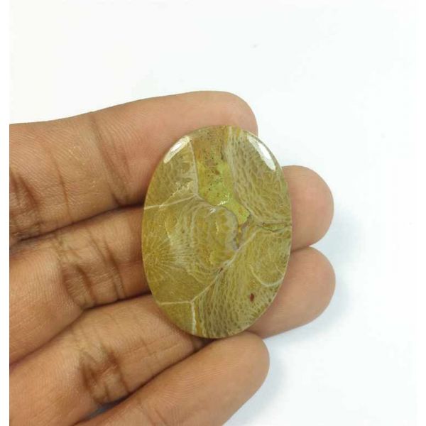 32.24 Carats Morocco Fossil Coral 35.92 x 25.18 x 4.16 mm