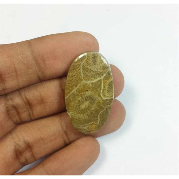 25.90 Carats Morocco Fossil Coral 32.82 x 19.46 x 4.68 mm