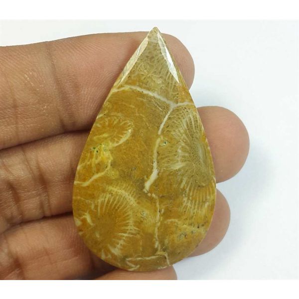36.77 Carats Morocco Fossil Coral 45.02 x 26.10 x 4.42 mm