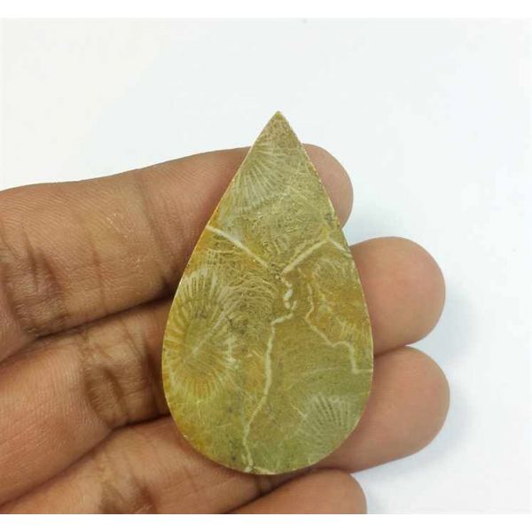 36.77 Carats Morocco Fossil Coral 45.02 x 26.10 x 4.42 mm