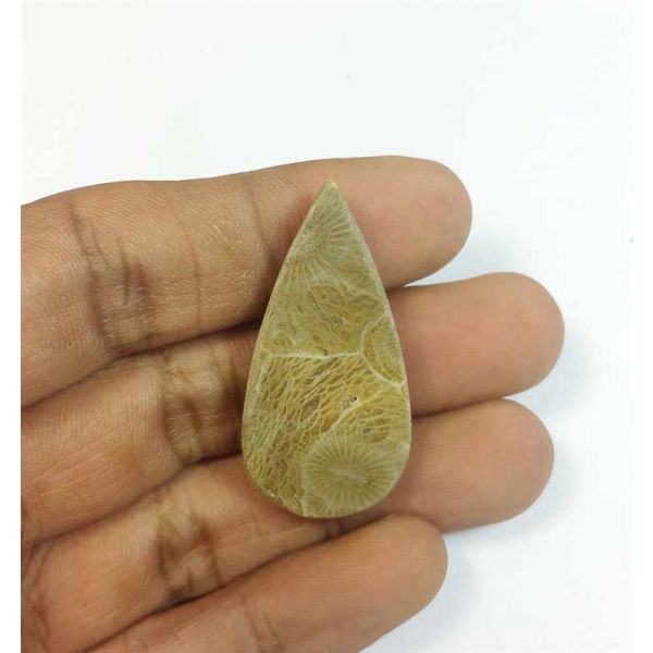 30.72 Carats Morocco Fossil Coral 37.46 x 18.76 x 5.61 mm