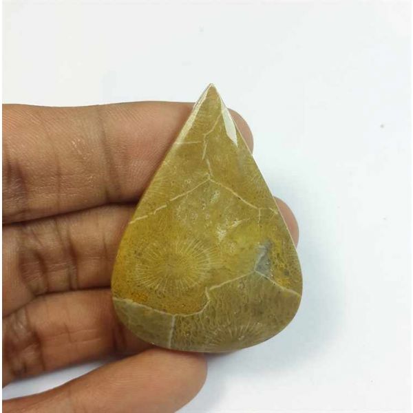 54.95 Carats Morocco Fossil Coral 44.84 x 32.45 x 5.61 mm