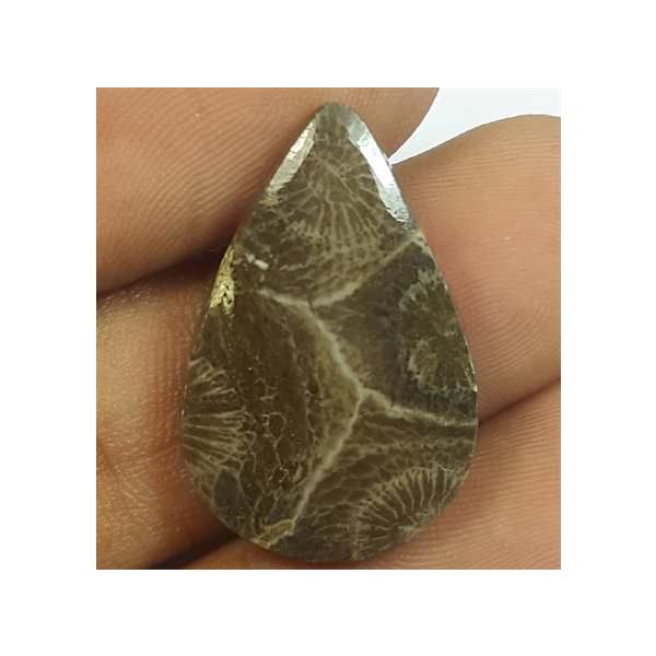 11.55 Carats Morocco Fossil Coral 24.17 x 15.73 x 4.00 mm