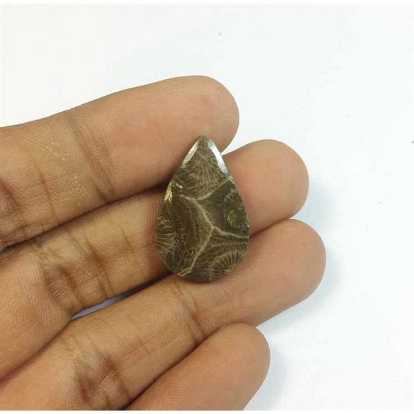 11.55 Carats Morocco Fossil Coral 24.17 x 15.73 x 4.00 mm