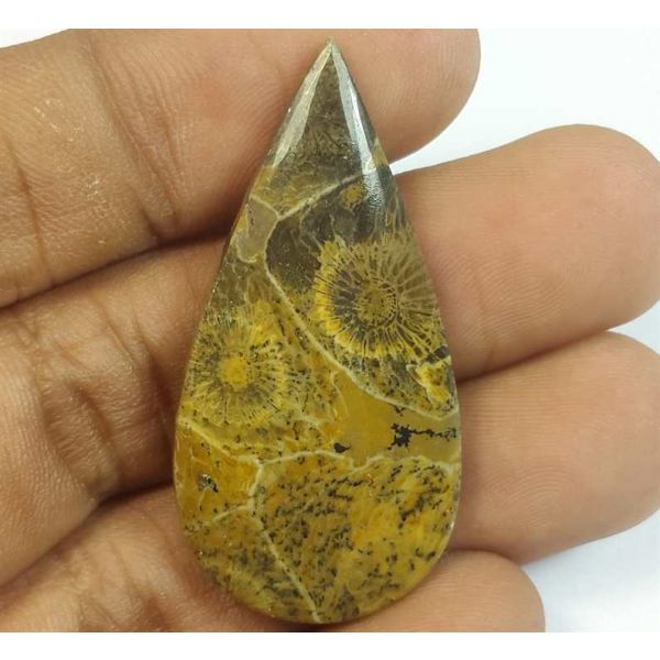 31.68 Carats Fossil Coral Morocco 40.82 x 20.44 x 5.10 mm