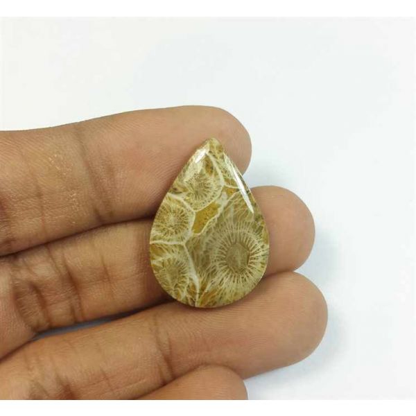 16.41 Carats Fossil Coral Morocco 25.81 x 18.58 x 4.37 mm
