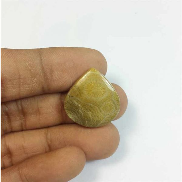 16.60 Carats Fossil Coral Morocco 1.96 x 20.70 x 4.63 mm