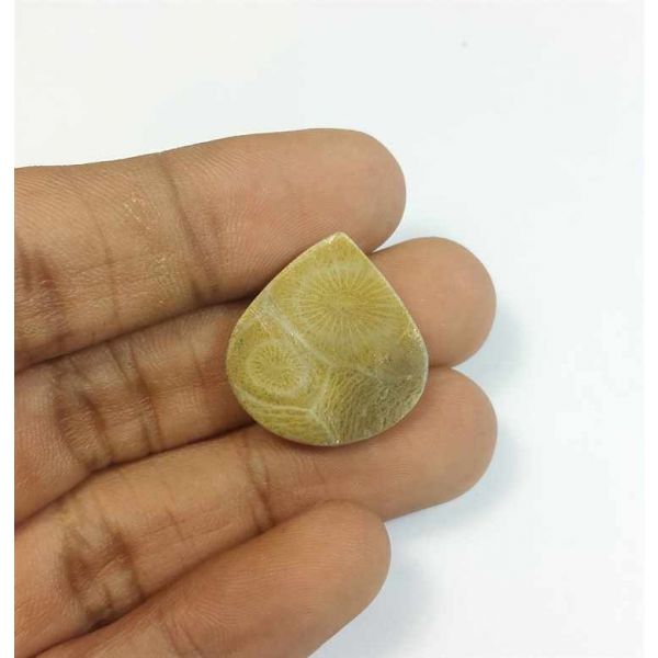 16.60 Carats Fossil Coral Morocco 1.96 x 20.70 x 4.63 mm