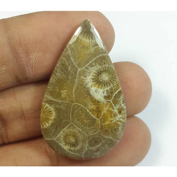 30.85 Carats Fossil Coral Morocco 34.80 x 21.25 x 5.52 mm