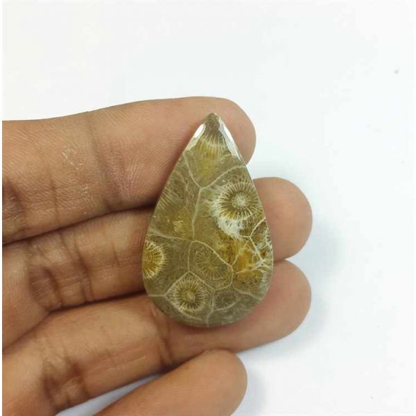 30.85 Carats Fossil Coral Morocco 34.80 x 21.25 x 5.52 mm